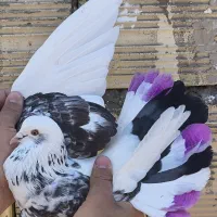 ۳ تا کفتر پرشی