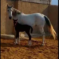 فروش مادیون