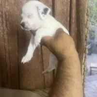 زیبا و باهوش اصالت دار