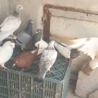 ۹تا کبوتر پرشی گرفتنی