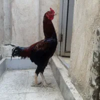خروس