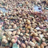 خرید پسته کال تر