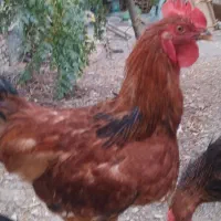 خروس بومی و جوان