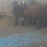 سه راس بره نر