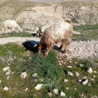 بز حامله
