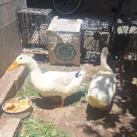 اردک تخمگذار