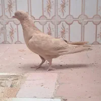 کفتر زرد کاکلی