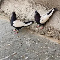 کبوتر سینه سیاه
