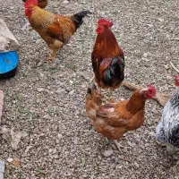 فروش مرغ و خروس
