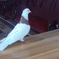 تعدادی کبوتر پلاکی ورنگی درجه یک