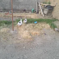 دوعدد غاز ماده