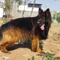 ژرمن مو بلند نر