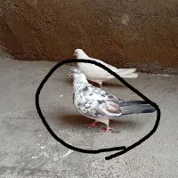 کفتر رفته هر کی گرفته پول می دم جوجه دارد