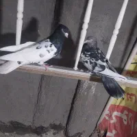 کفتر