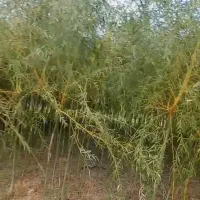 نهال های سبز و زرد فری بید داخل گلدان کاشت الان