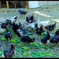 مرغ گلین طوسی وخال سونی اصیل خالص