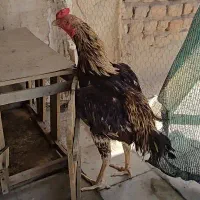 خروس لاری اوشامو