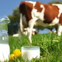 شیر ماست دوغ پنیر کره بابهترین قیمت