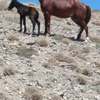 مادیون باکره ماده