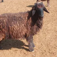 بره چاق