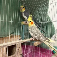 فروش عروس هلندی