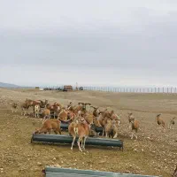 به یک نفر بومی منطقه ماکو جهت نگهبانی از حیات وحش