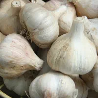 فروش سیر
