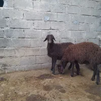 دوعدد بره نروماده