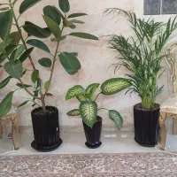 پتوس زامفولیافیکوس بنجامین غیره