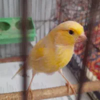 قناری ماده