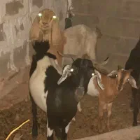 کهره و بز