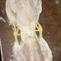 تلفات مرغ