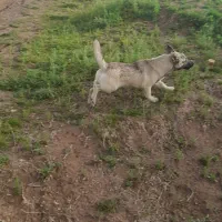 سگ پاکوتا