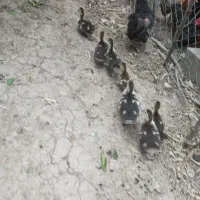 فروش مرغ اردک اسرائیلی وجوجه مرغ