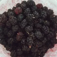 شاه توت