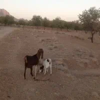 4تا بز  و 3تا کره