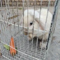 خرگوش زرنگ و باهوش