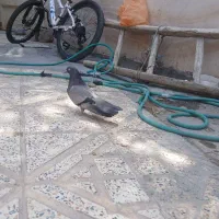 کفتر
