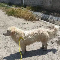 فروش و معاوضه با سگ بزرگ
