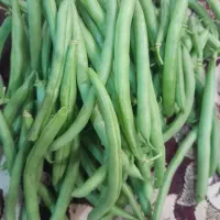 استانبولی تازه  آماده در بسته های یک کیلویی