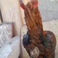 یک عددخروس لاری اصل افغان