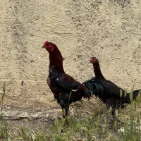 مرغ و خروس لاری ۱۱ ماهه به همراه تخم نطفه دار