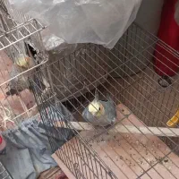 عروس هلندی|پرنده|تهران, سلیمانی|دیوار