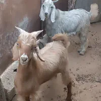 کهره نر محلی در جم