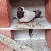 گفتر