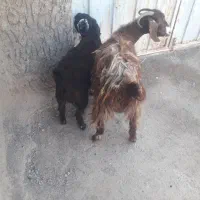 بززایده‌جوان‌بزغاله‌نر