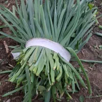 سبزی خورشتی به صورت عمده مستقیم از کشاورز