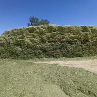 یونجه پاک شده تمیز