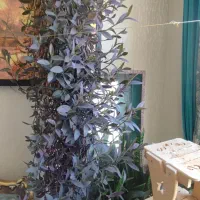 گل برگ بیدی بنفش
