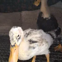 مرغابی یه جفت